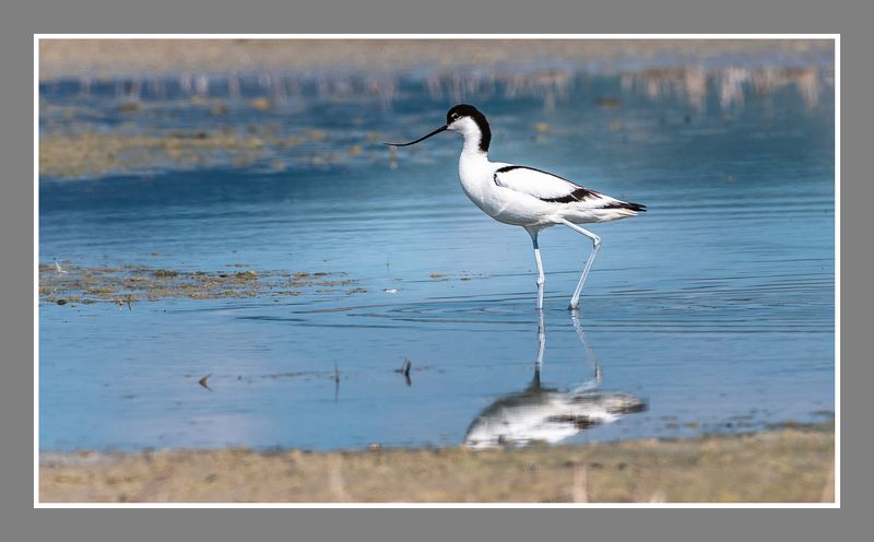 птица озеро  Шилоклювка фото превью