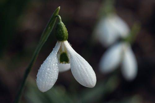 В подснежниковом царстве.