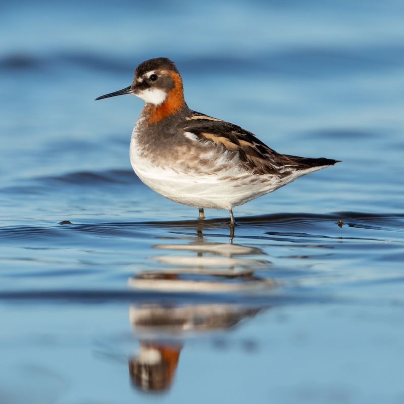 круглоносый плавунчик Плавунчик фото превью