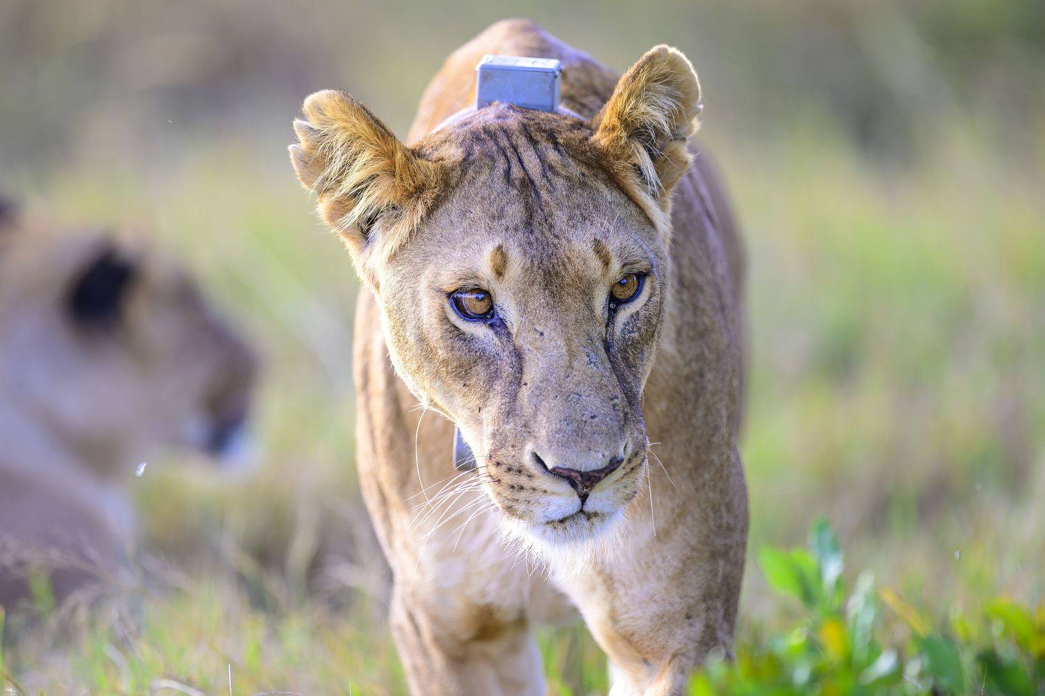 , Пупонин Сергей