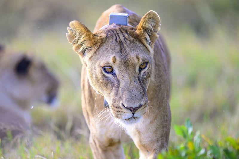 Взгляд фото превью