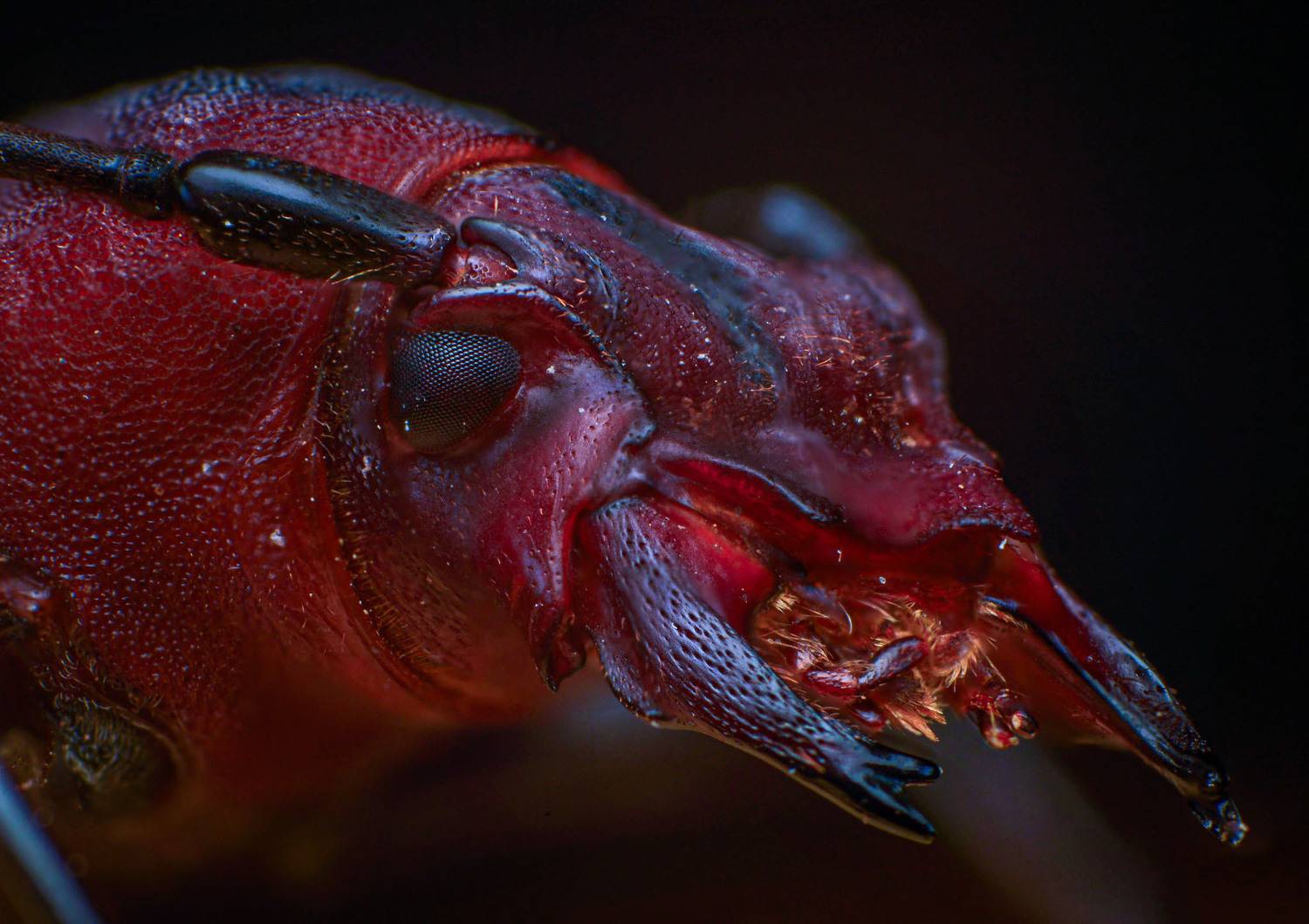 macro, nature, insect, beetle, closeup, Celis Norman