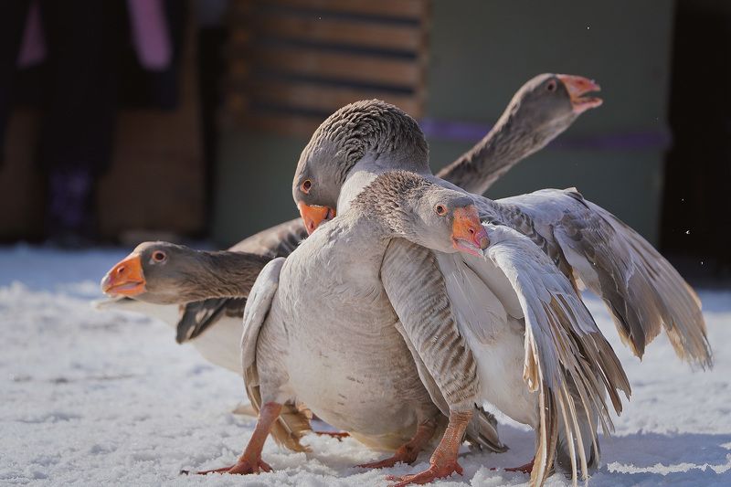 Гусиные бои на масленичных гуляниях. фото превью