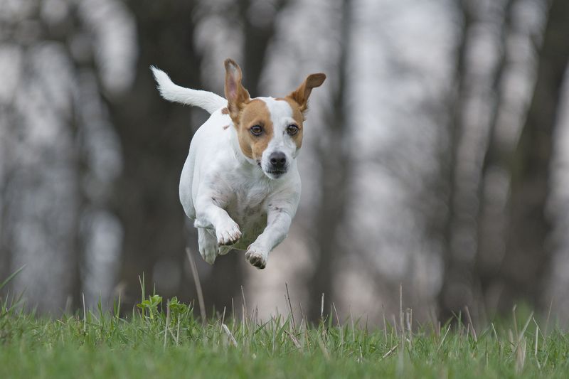 The dog! фото превью