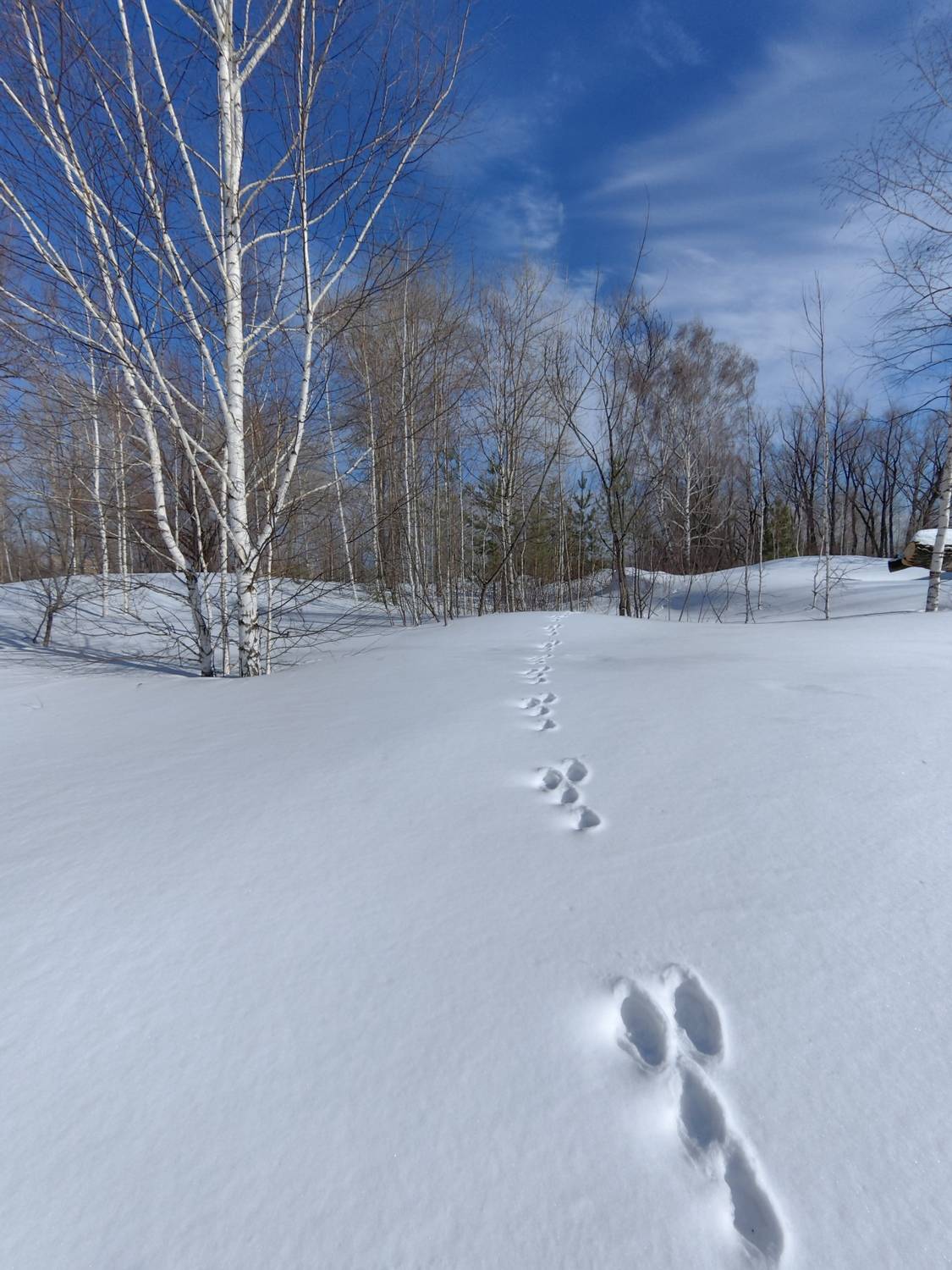 весна,март,снег,деревья,следы, Козлова Галина