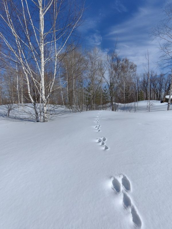 Следы на снегу фото превью