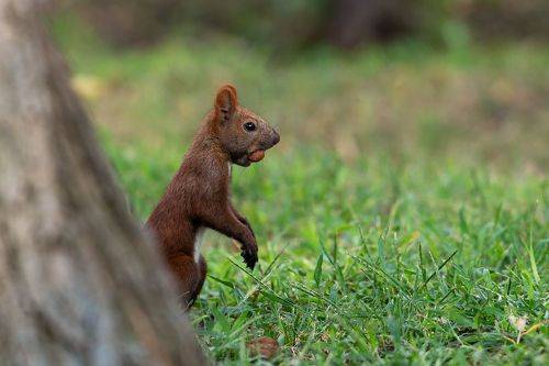 Sciurus vulgaris