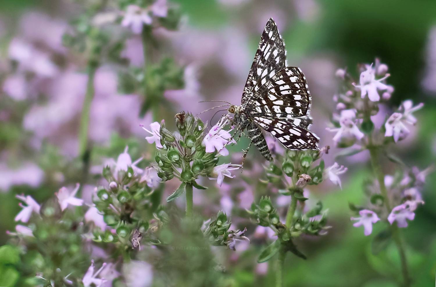 бабочка, пяденица клеверная, Ершова Юлия