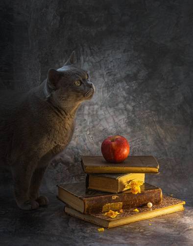 Натюрморт с котом