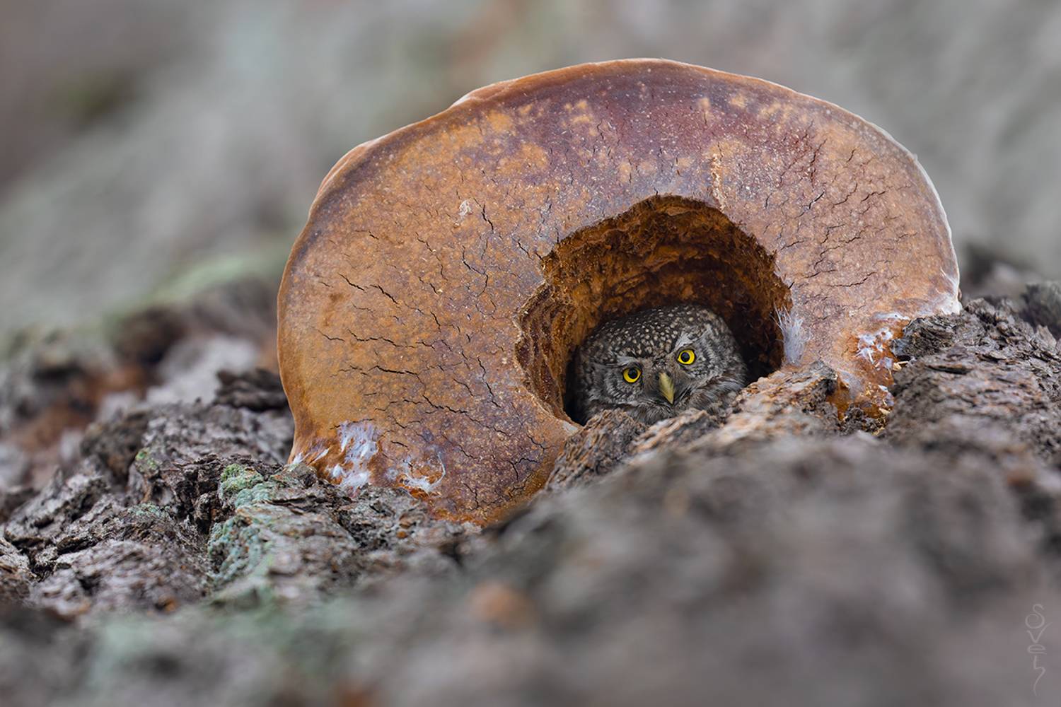 воробьиный сыч, Байбекова Светлана