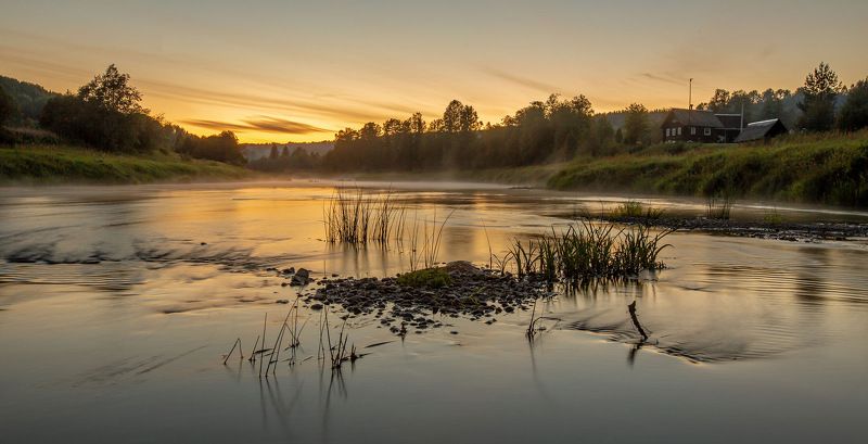 Худосочный камыш фото превью