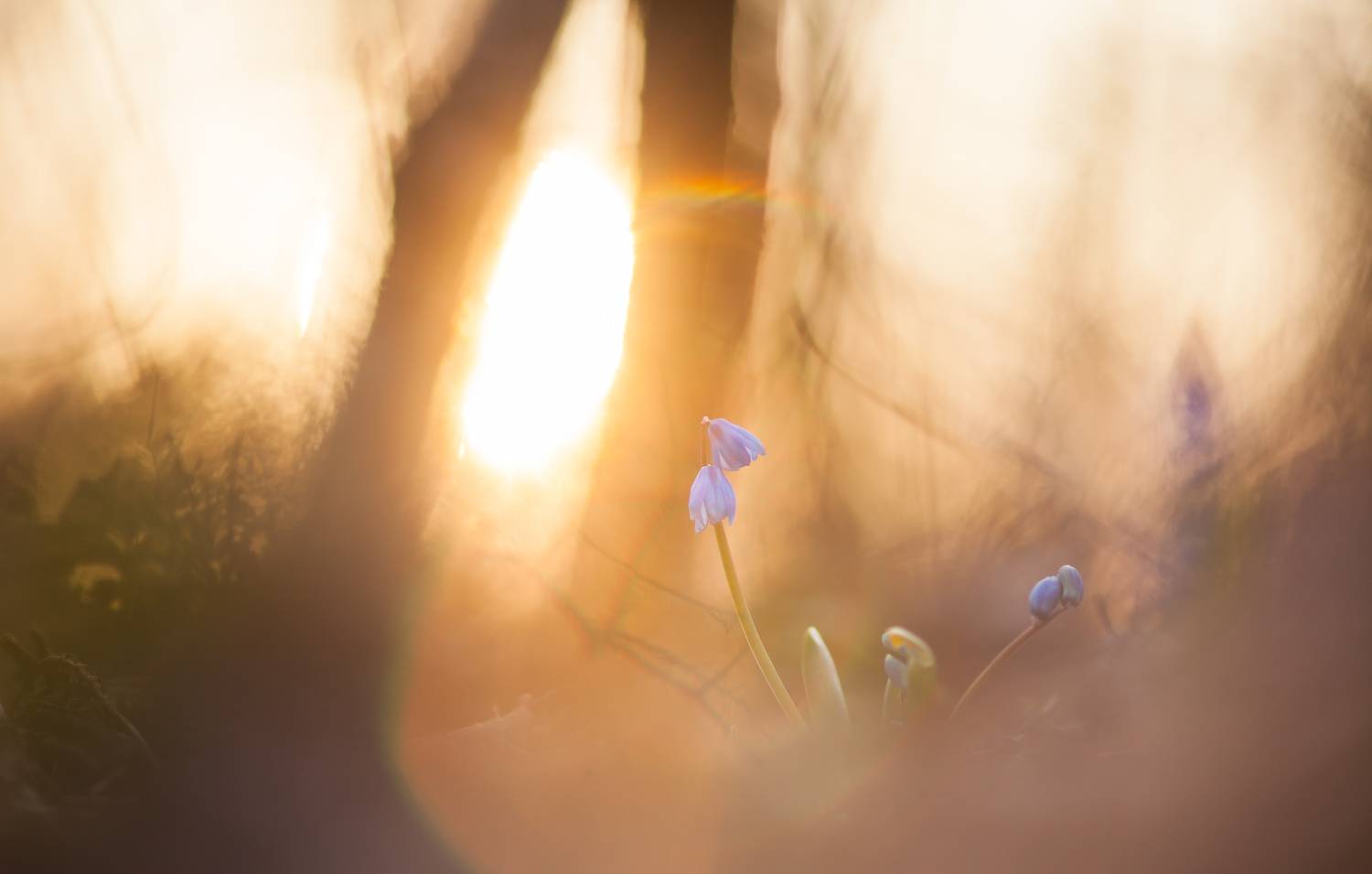 , Викулов Николай