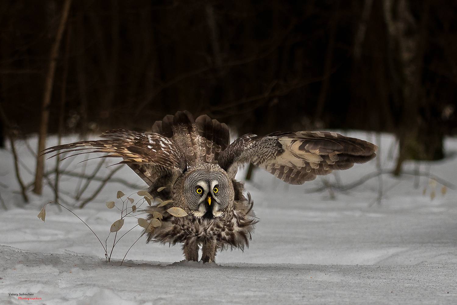 , Валерий Субачев