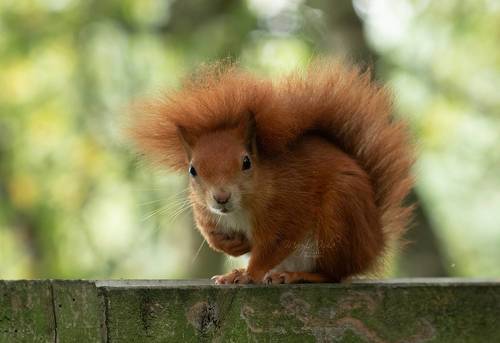 Red Squirrel