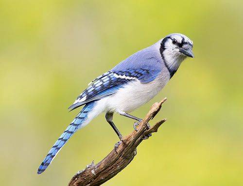 Blue Jay - Голубая сойка