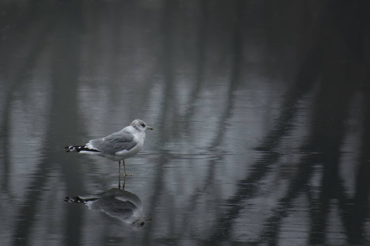 чайка, февраль, птица, seagull, February, bird, Хилько Марина