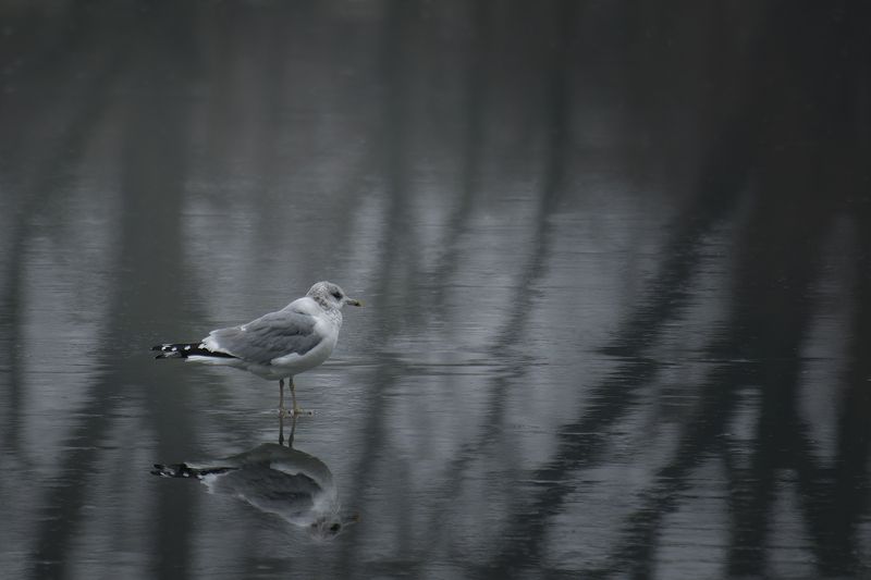 чайка, февраль, птица, seagull, February, bird И время остановилось.. фото превью