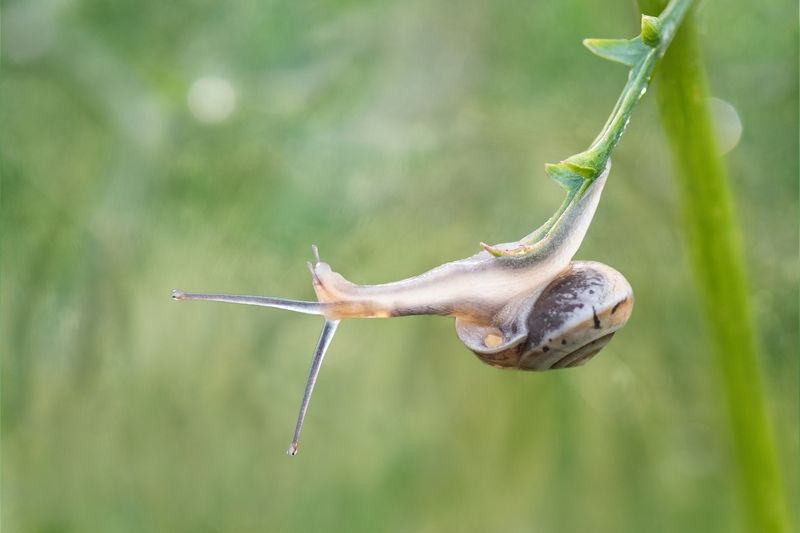 *И акробаты, и эквилибристы... фото превью