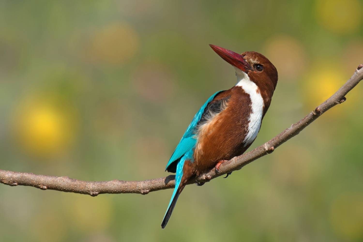 , Людмила Бекман