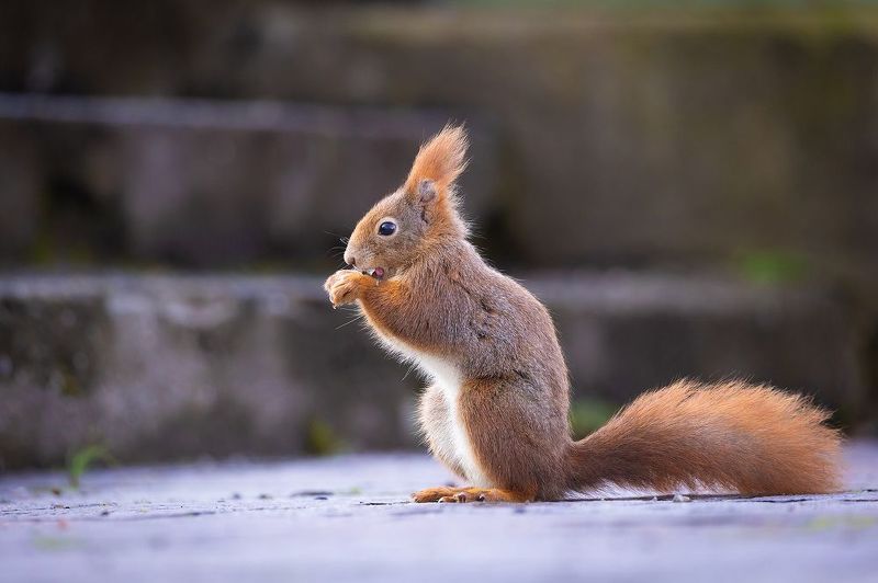 Squirrel фото превью