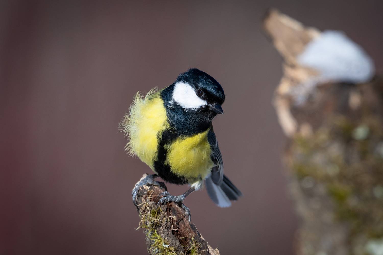 синица, зима, птицы, птаха, Степанова Татьяна