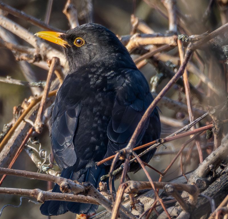 Мартовские этюды фото превью