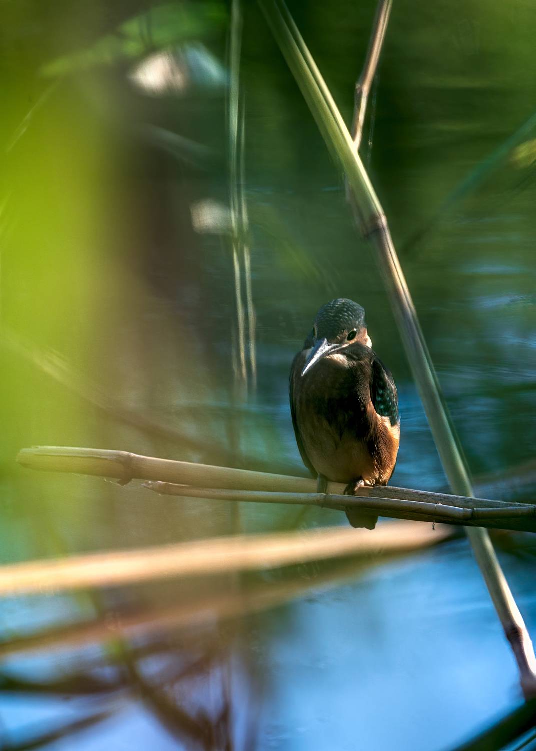 зимородок, Алексей Рыльский