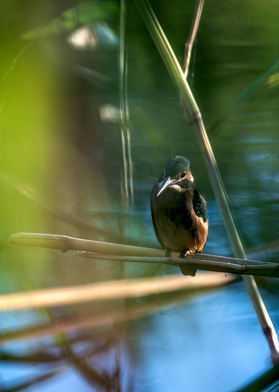 зимородок Вечерок фото превью