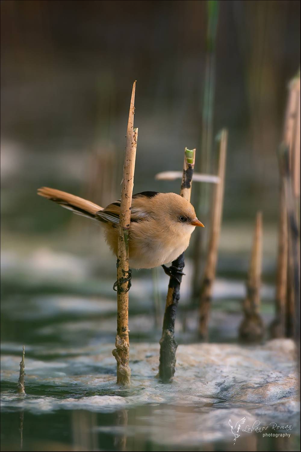 , Лобанов Роман