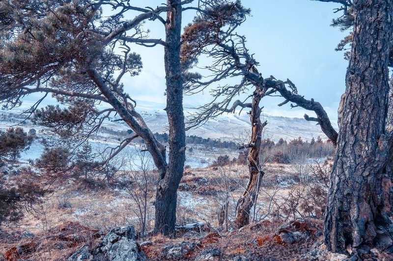 Среди сосен фото превью