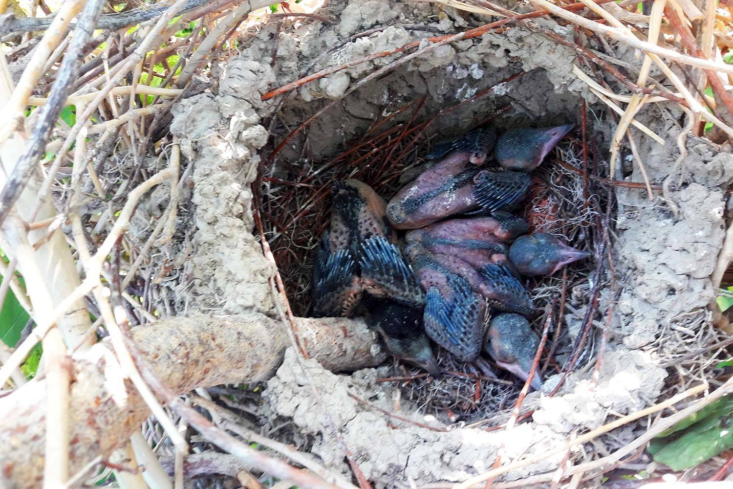 , mehdi karimi souderjani