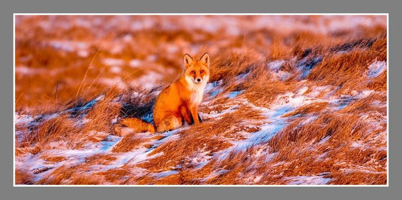 лиса степь закат  Лисица в лучах заходящего солнца  фото превью