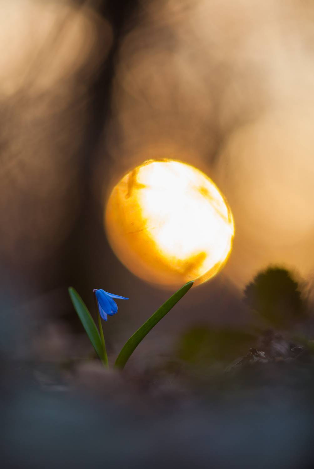 , Викулов Николай