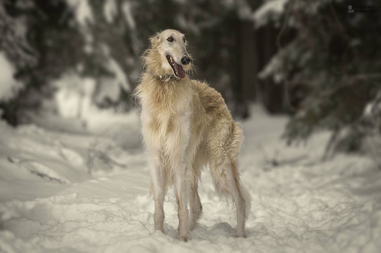 , Юрий Бутаков