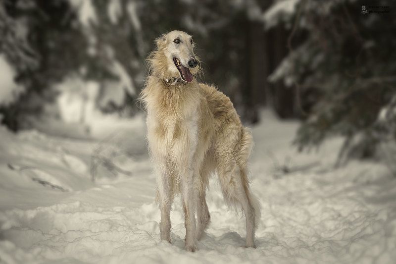 Устин фото превью