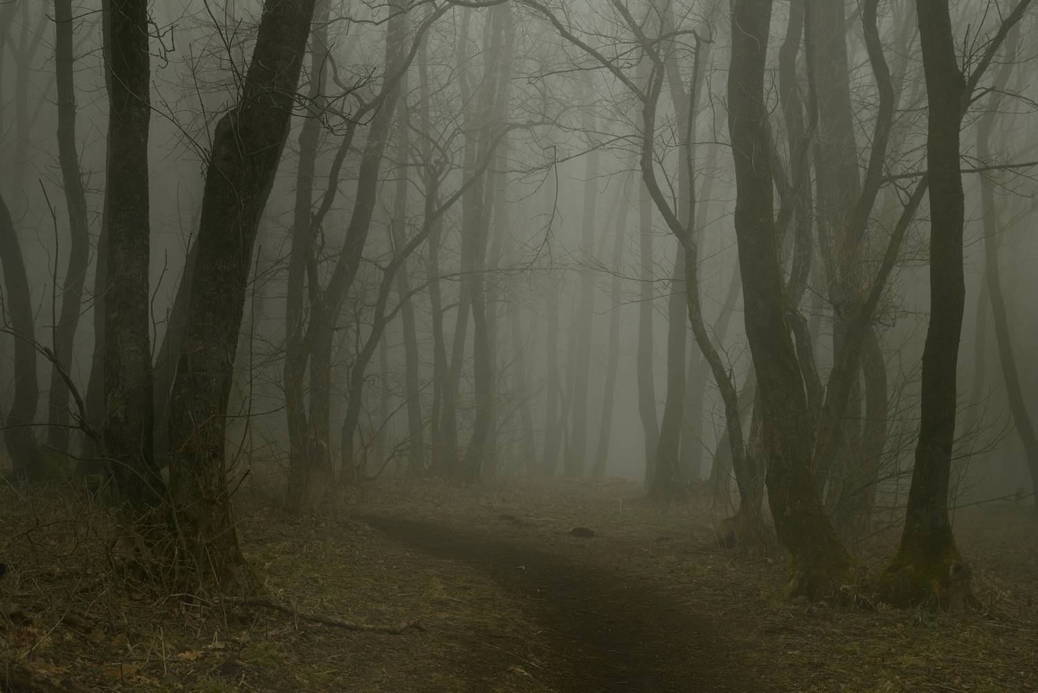 весна туман лес утро, Александр Жарников