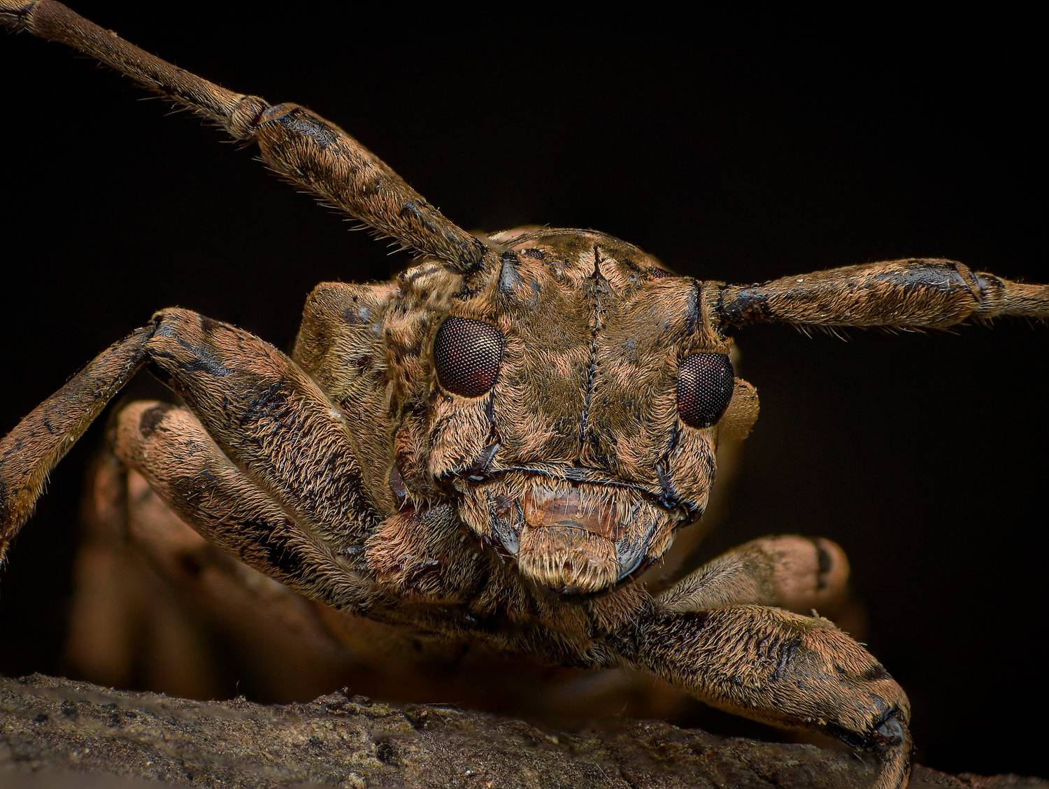 macro, nature, insect, closeup, beetle, Celis Norman