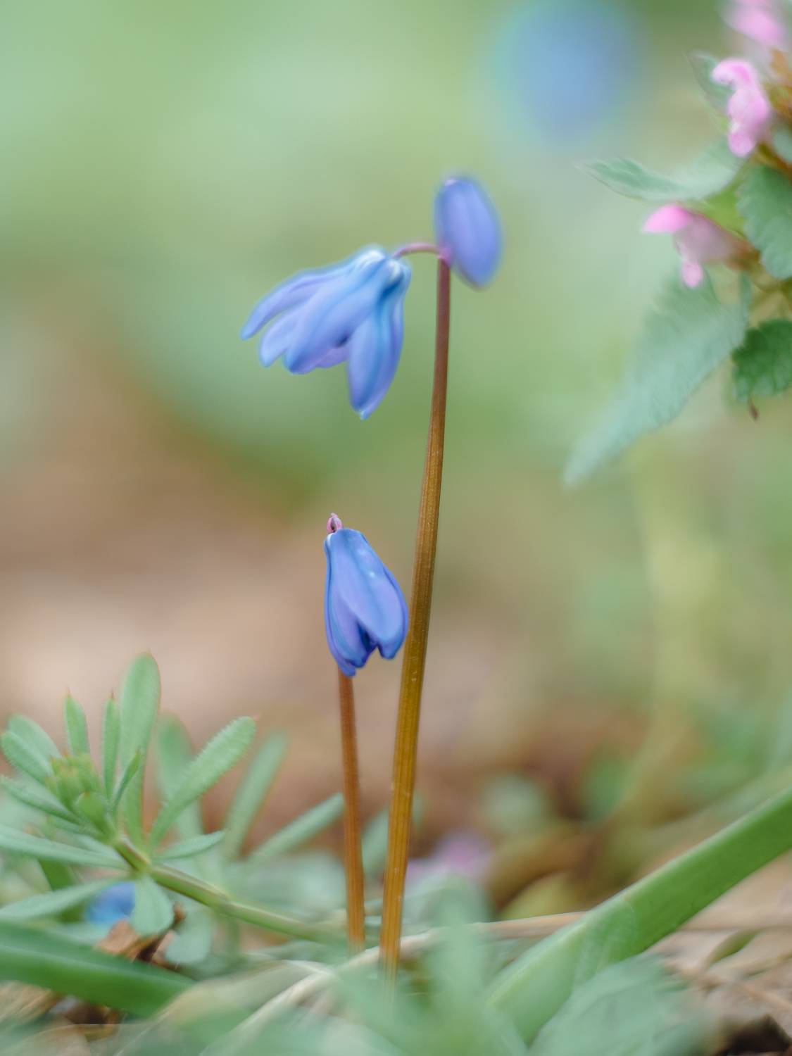макро, цветы, пролеска. весна, macro, flower, spring, Протченко Ирина