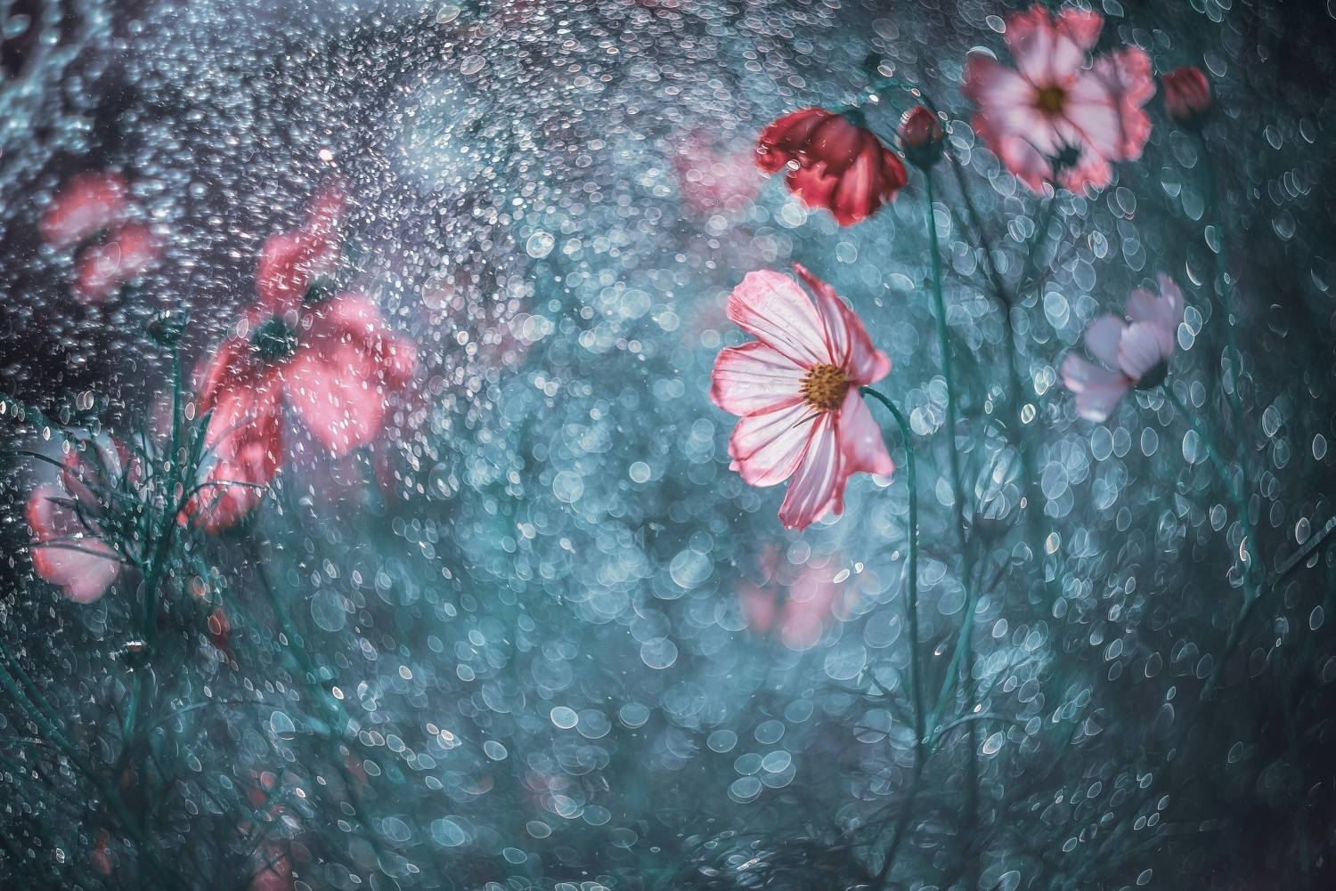 , Лапшина Владлена