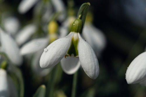 В царстве боспорских подснежников.