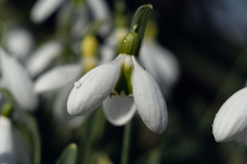 В царстве боспорских подснежников. фото превью