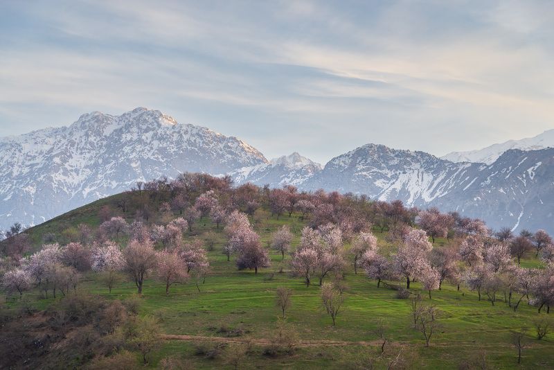 узбекистан, чимган, uzbekistan, chimgan  фото превью