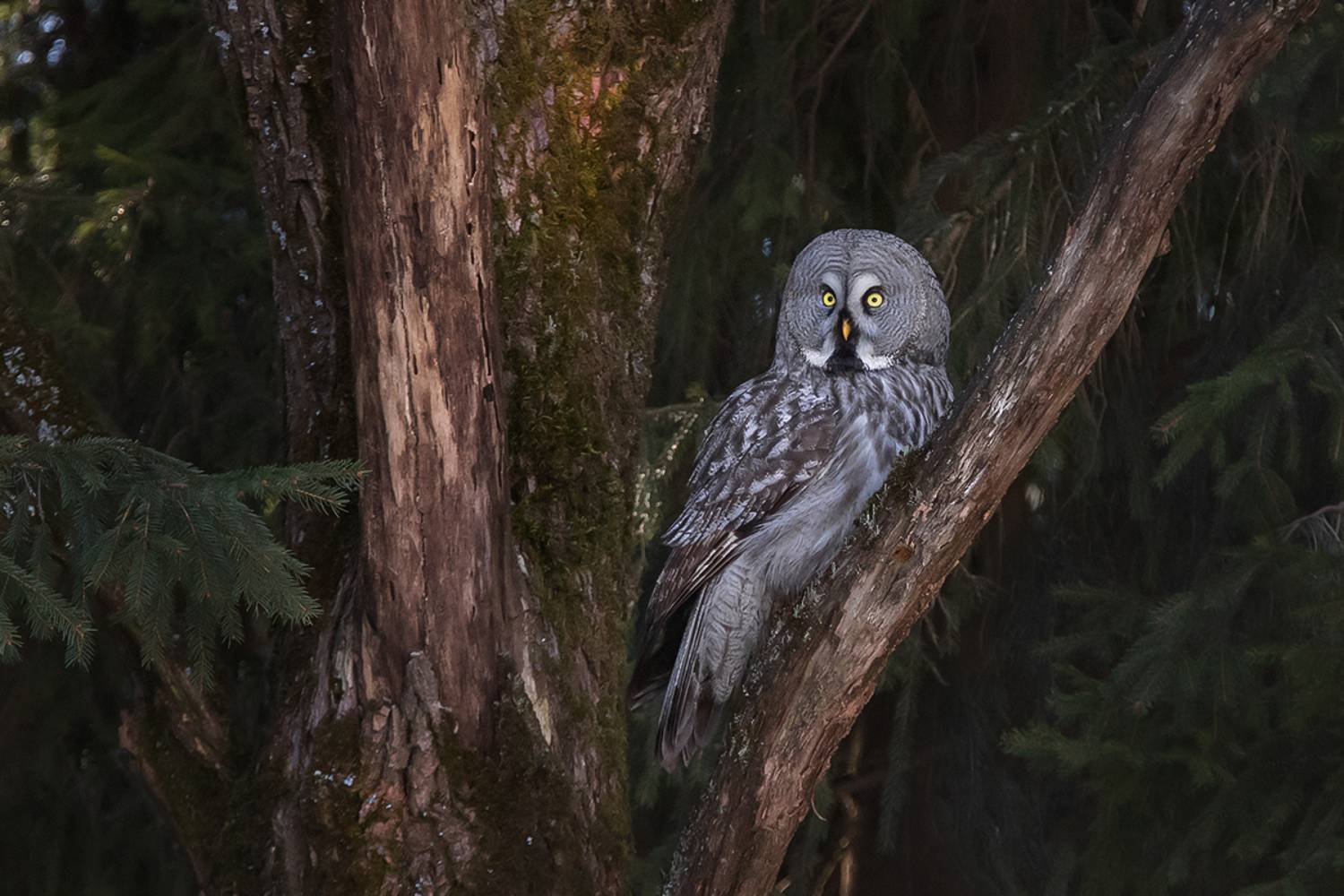 птица, лес, неясыть, сова, Сытина Наталия