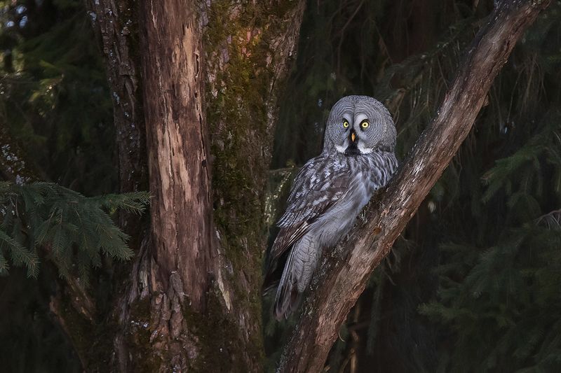 птица, лес, неясыть, сова Сказочный лес фото превью