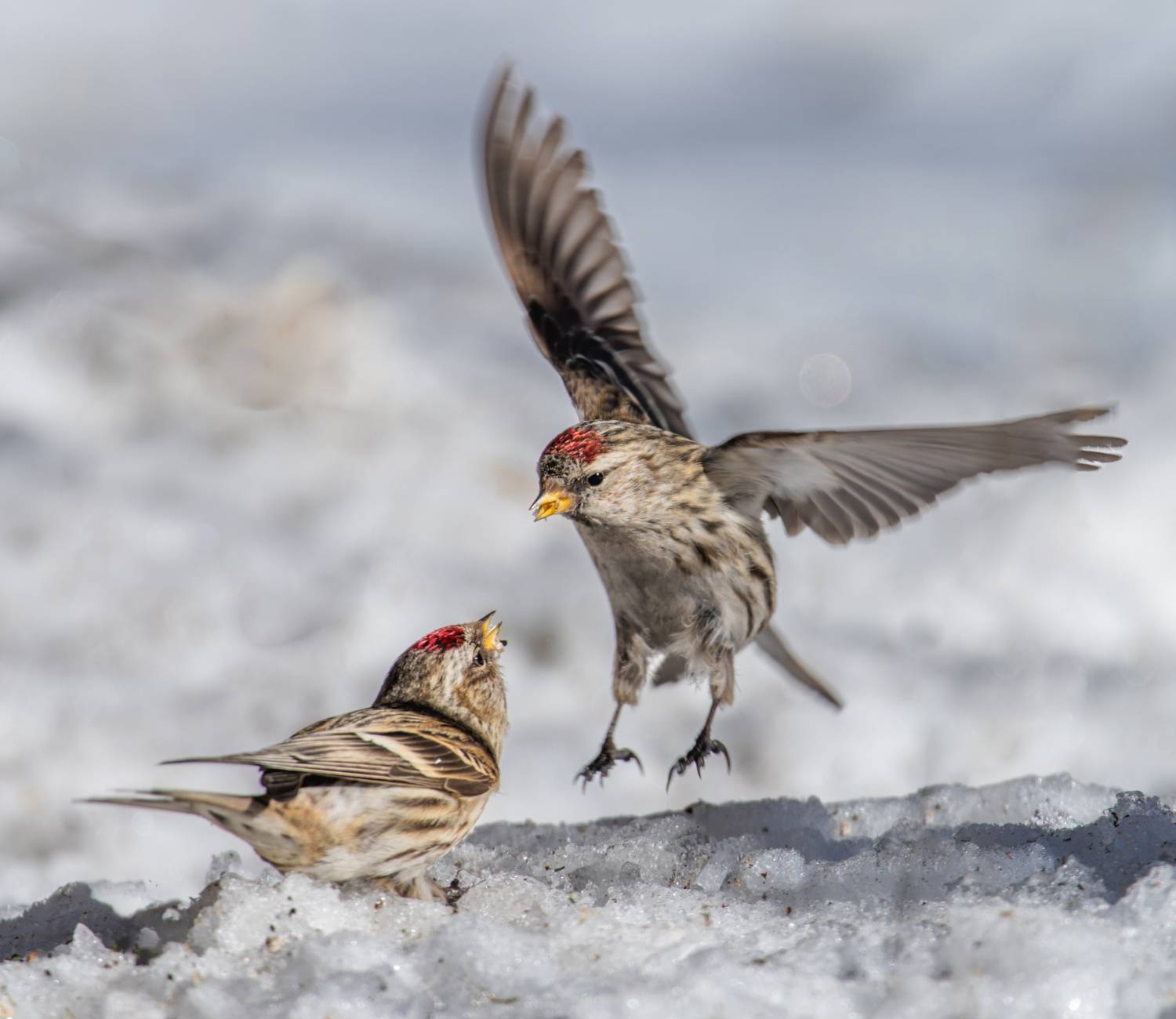 , Дэм Константин