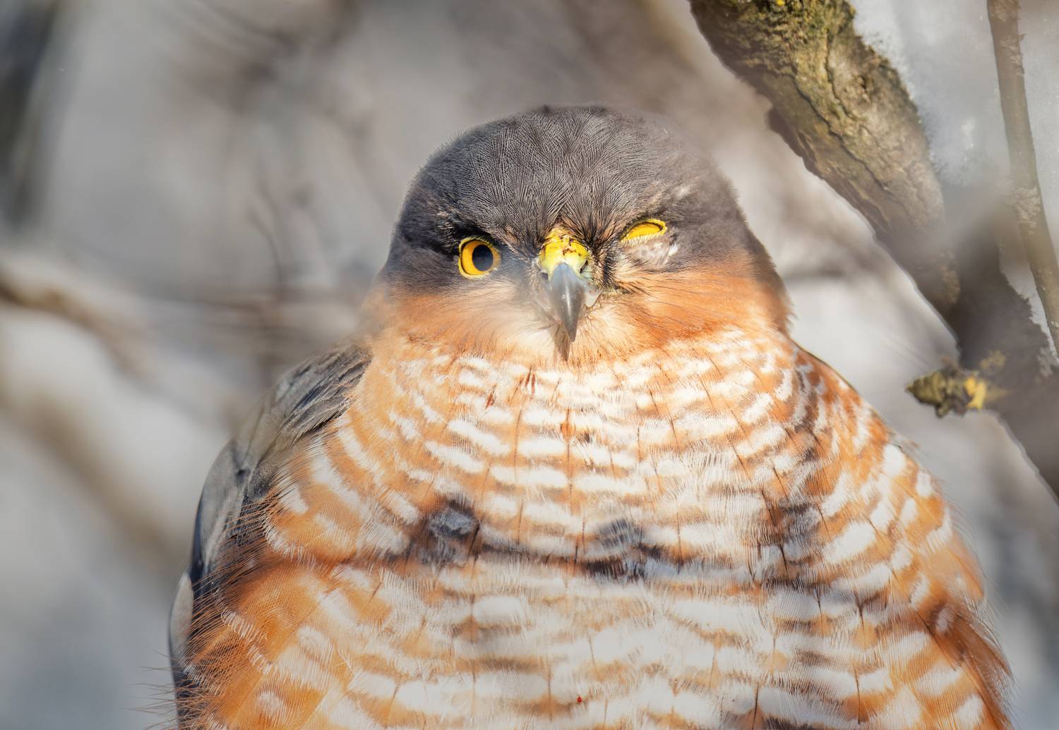 , Дэм Константин