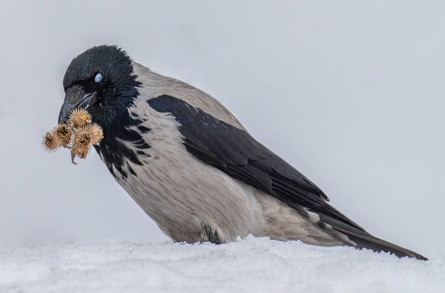, Дэм Константин