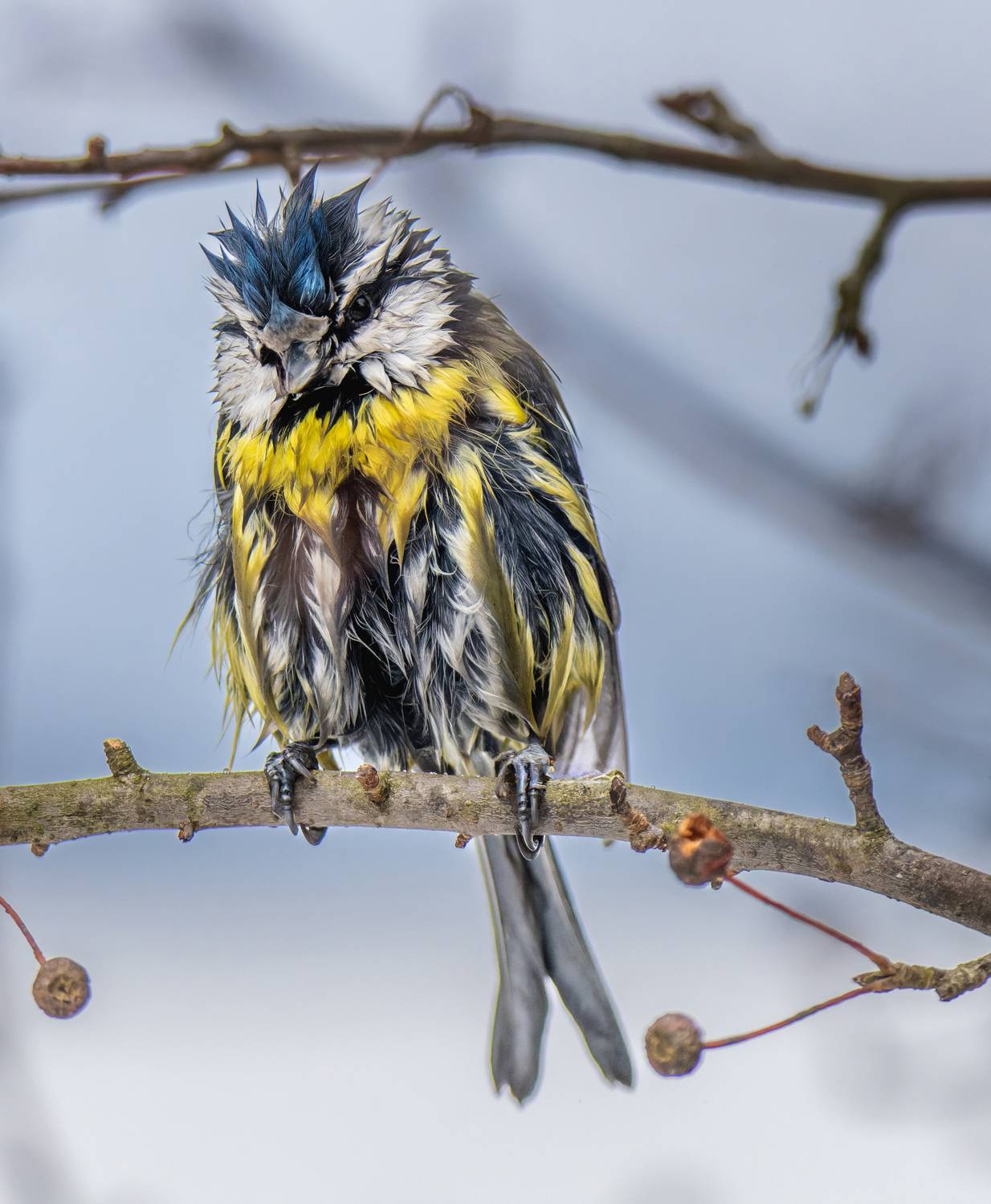 , Дэм Константин