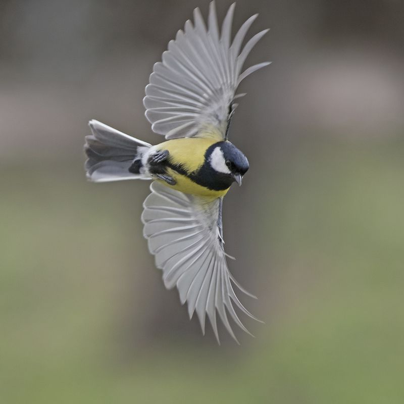 Большой фото превью