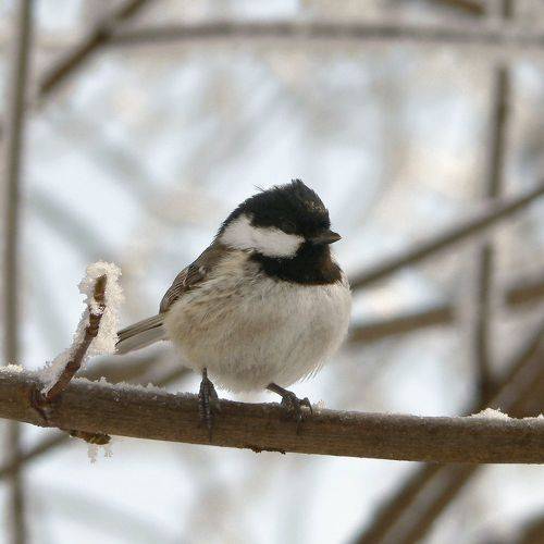 Синица-московка (Periparus ater).